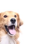 Is CBD Worth Considering For Your Pet?