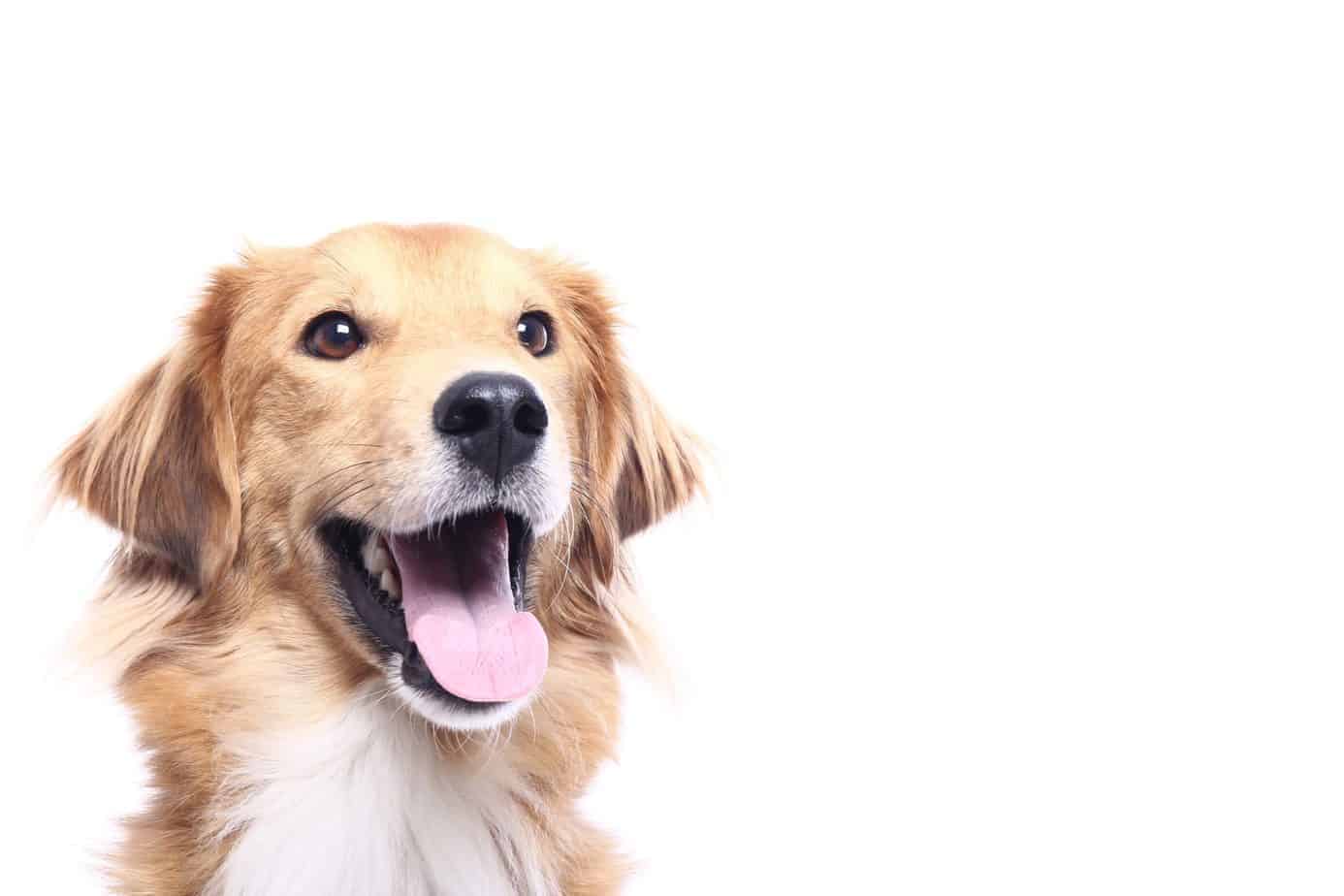 Is CBD Worth Considering For Your Pet?