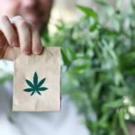 A Beginner’s Guide to Buying Cannabis