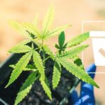 How To Choose The Right Pot For Growing Your Cannabis Plant