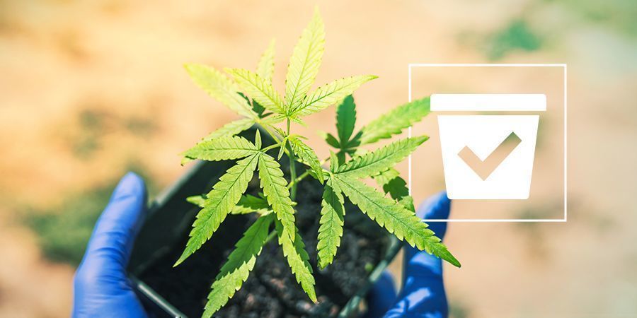 How To Choose The Right Pot For Growing Your Cannabis Plant