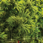 TOP TIPS FOR GROWING HEALTHY CANNABIS BUDS