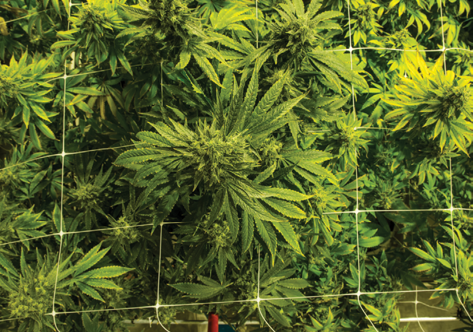 TOP TIPS FOR GROWING HEALTHY CANNABIS BUDS