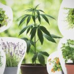  kit for weed 