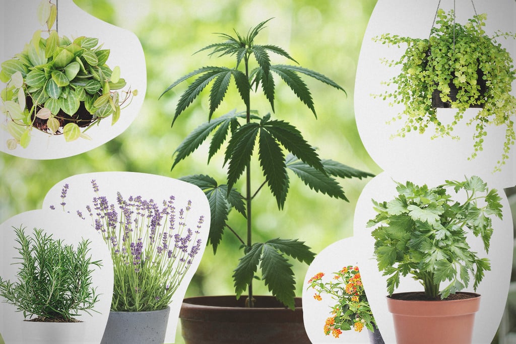  kit for weed 